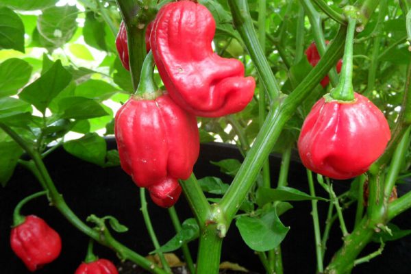 Aji Chombo 13