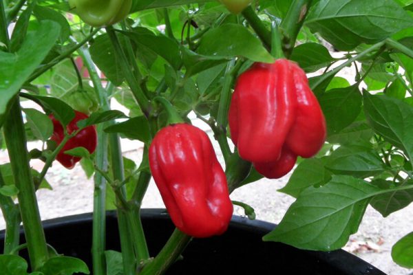 Aji Chombo 14