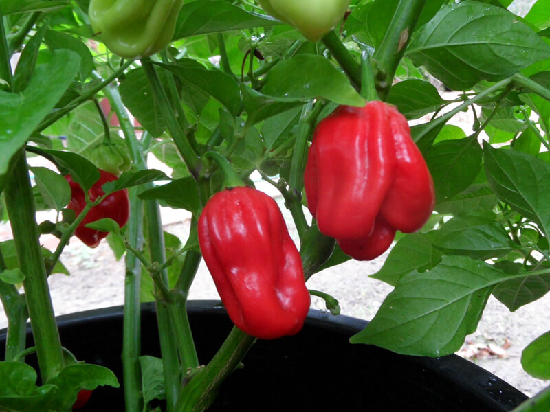 Aji Chombo 14