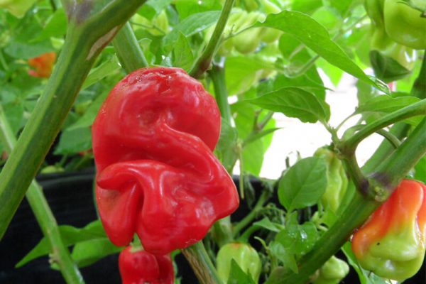 Aji Chombo 15