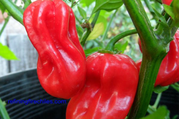 Aji Chombo 5