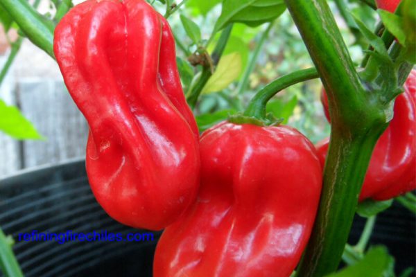 Aji Chombo Hot Pepper Seeds Super