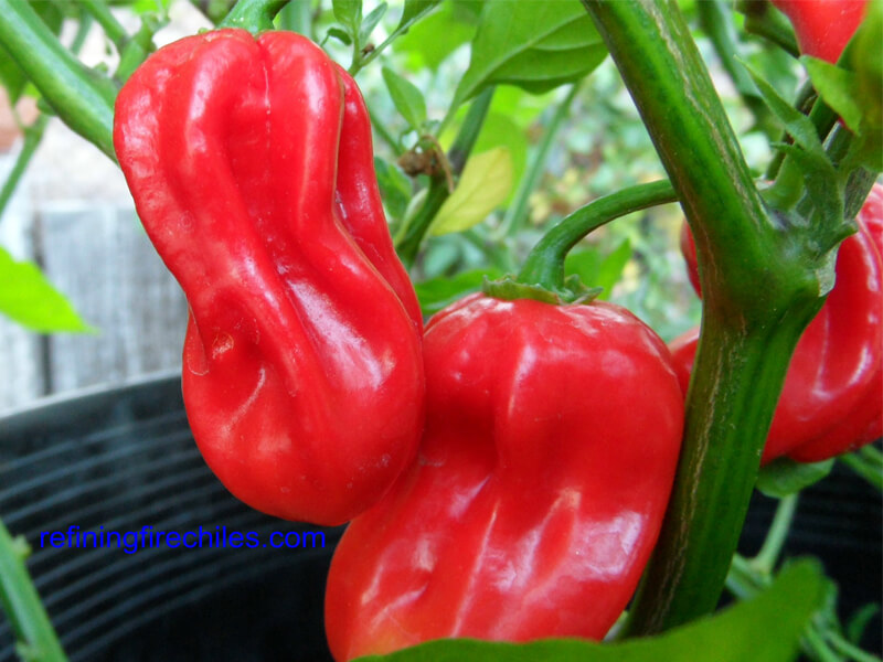 Aji Chombo 5