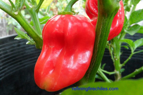 Aji Chombo 6