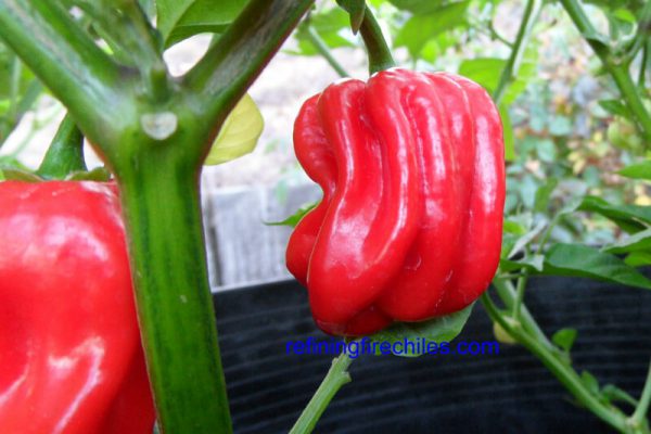 Aji Chombo 7
