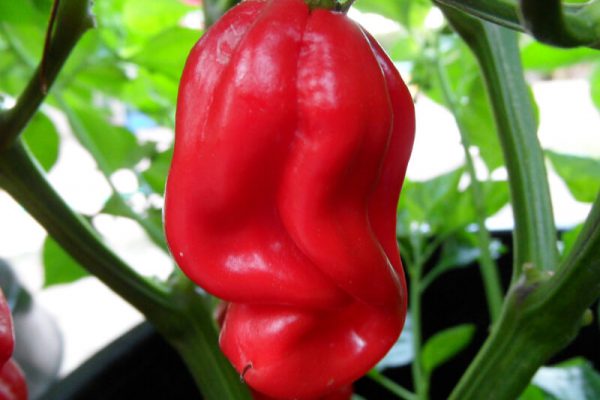 Aji Chombo 8