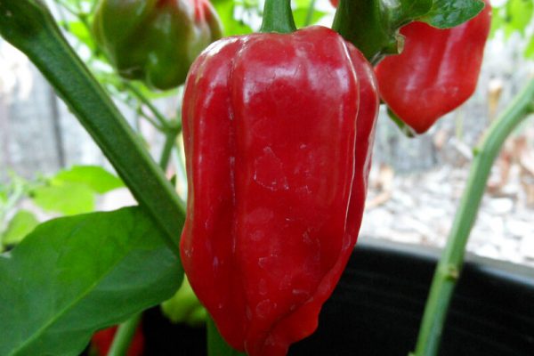 Aji Chombo 9