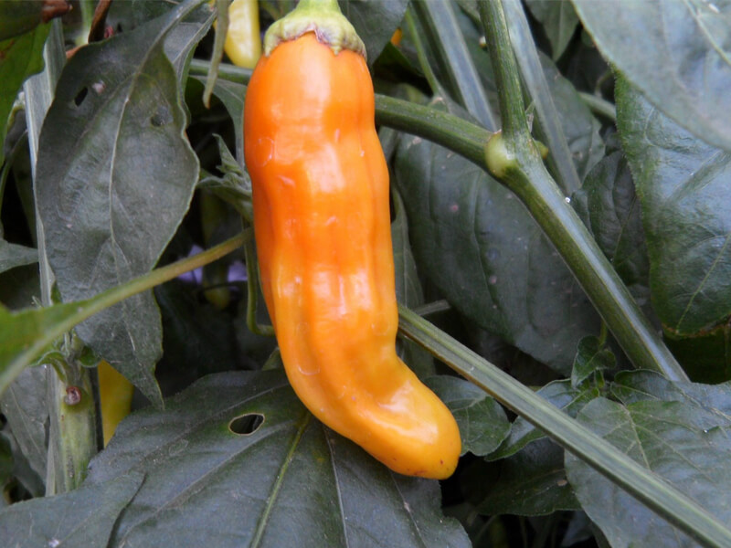 Aji Golden 1