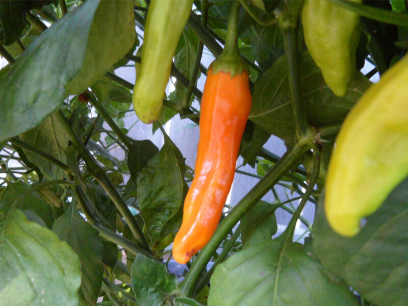 Aji Golden 3