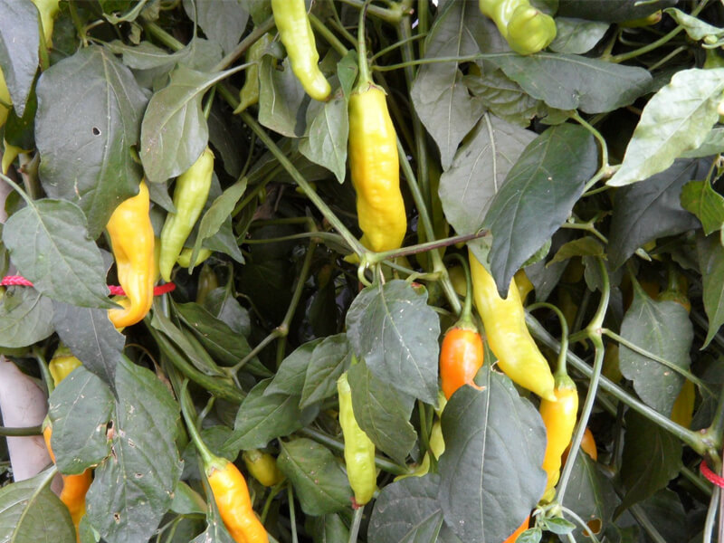 Aji Golden 4