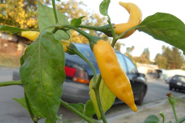 Aji Lemon Drop 4