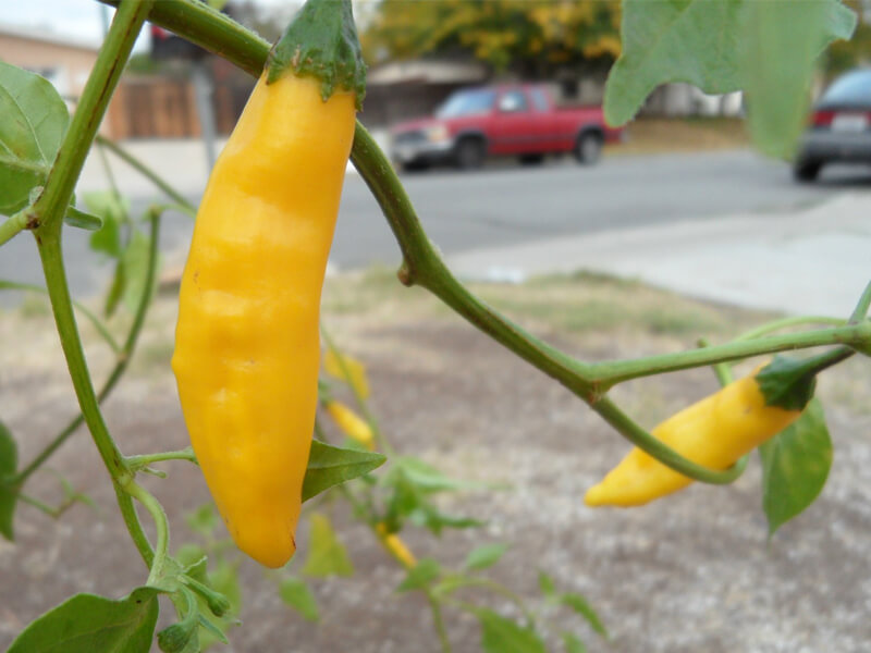 Aji Lemon Drop 6