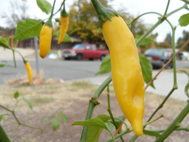 Aji Lemon Drop 7