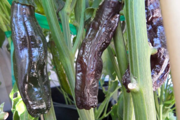 Aji Panca 1