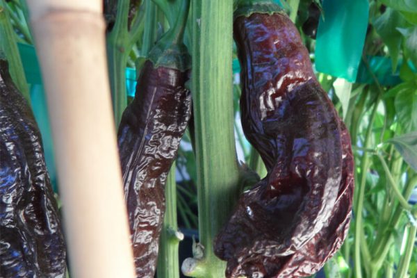 Aji Panca 3