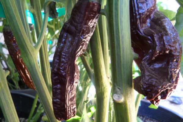 Aji Panca 4