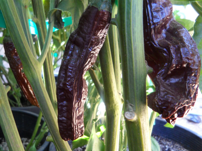 Aji Panca 4