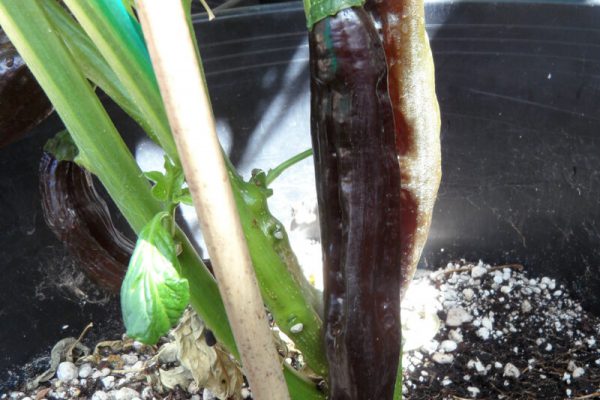 Aji Panca 5