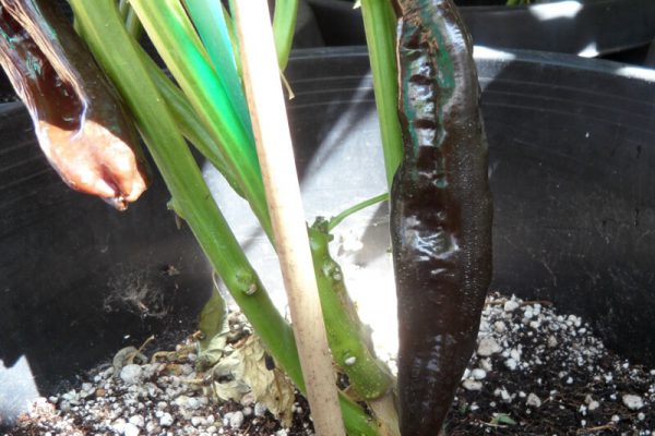 Aji Panca 6