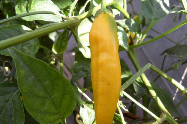 Aji Pineapple 1
