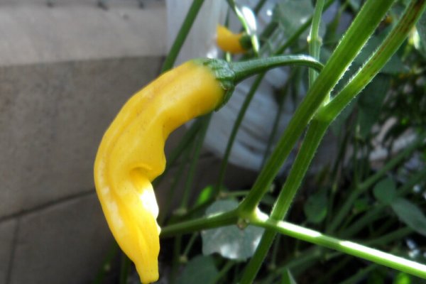 Aji Pineapple 2