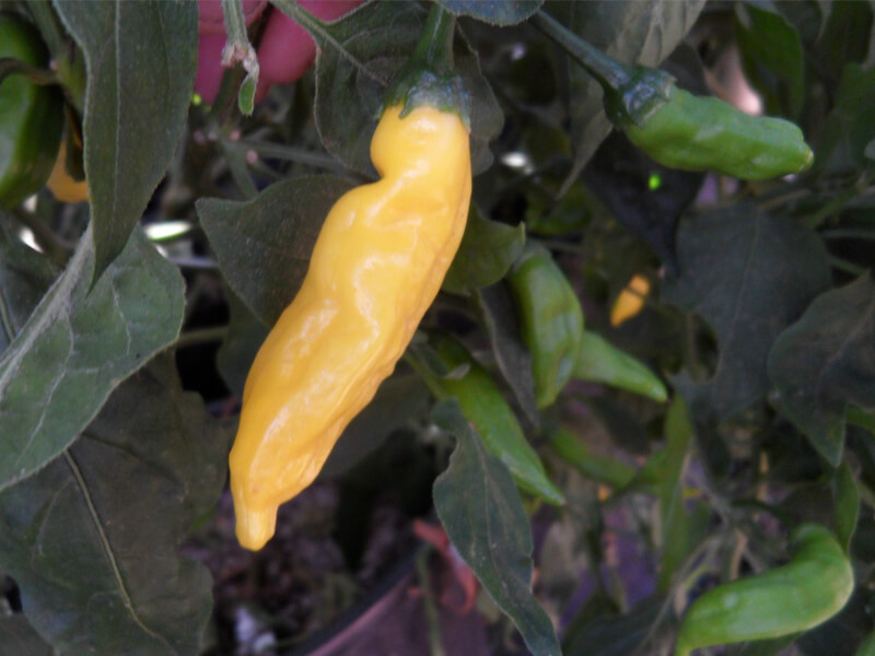 Aji Pineapple 3