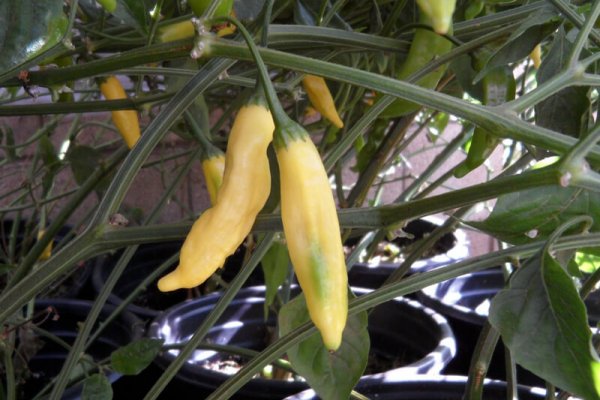 Aji Pineapple 4
