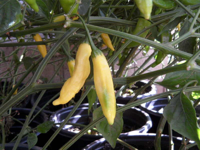 Aji Pineapple 4