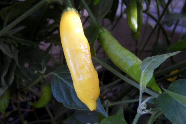 Aji Pineapple 6