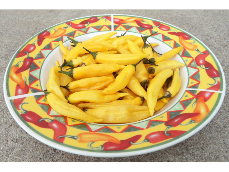 Aji Pineapple 8