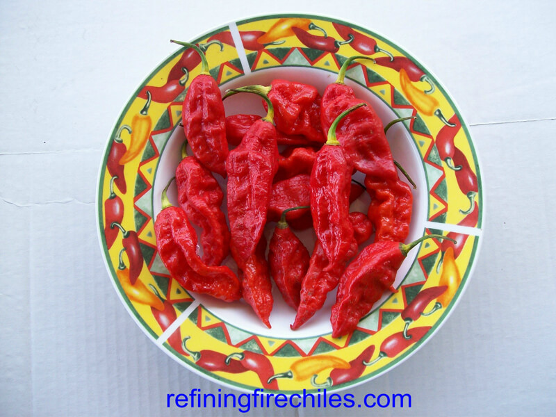 Bhut Jolokia 1