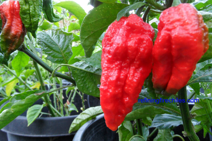 Bhut Jolokia 10