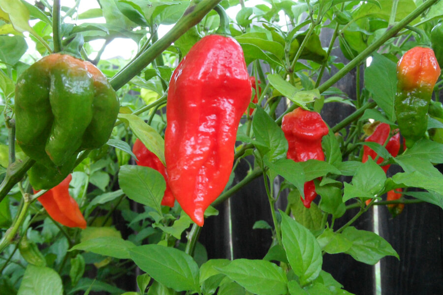 Bhut Jolokia 31