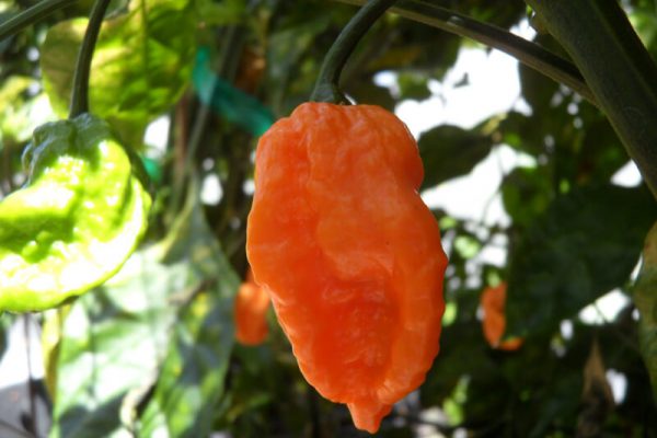 Bhut Jolokia Orange Copenhagen 1