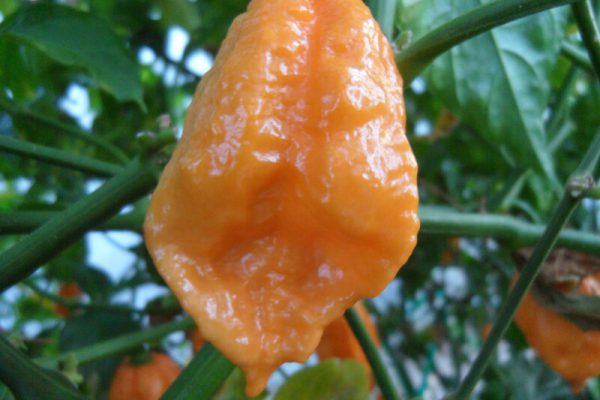 Bhut Jolokia Orange Copenhagen 10