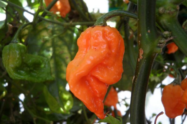Bhut Jolokia Orange Copenhagen 2