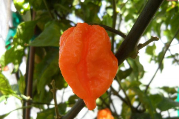 Bhut Jolokia Orange Copenhagen 3