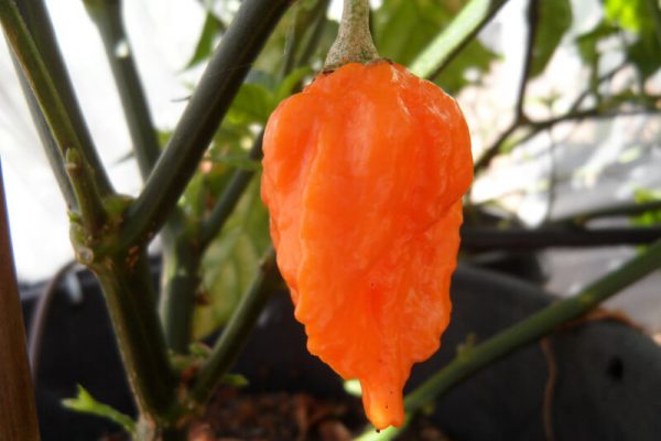 Bhut Jolokia Orange Copenhagen 4