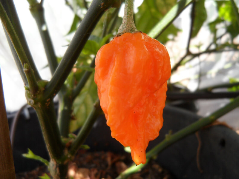 Bhut Jolokia Orange Copenhagen 4