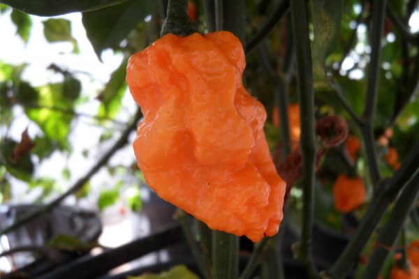 Bhut Jolokia Orange Copenhagen 5