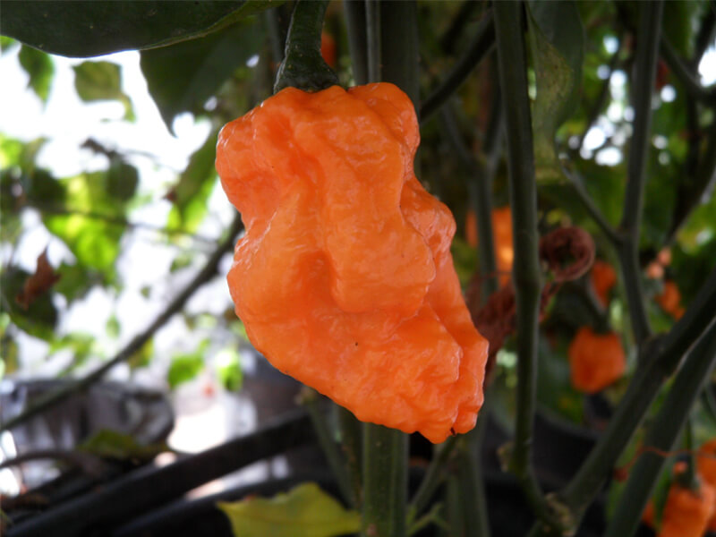 Bhut Jolokia Orange Copenhagen 5