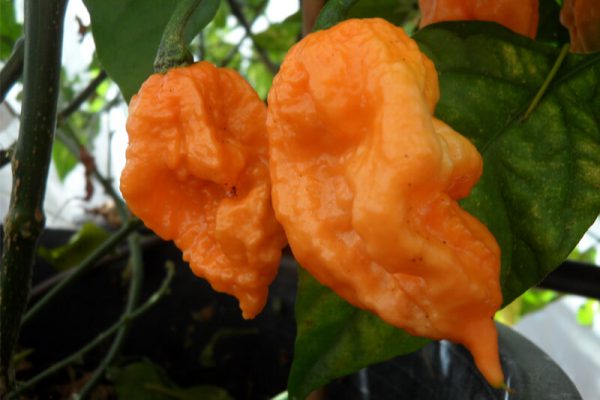 Bhut Jolokia Orange Copenhagen 6