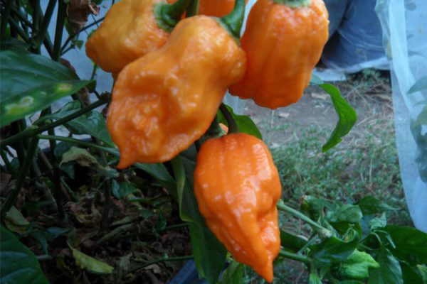 Bhut Jolokia Orange Copenhagen 7