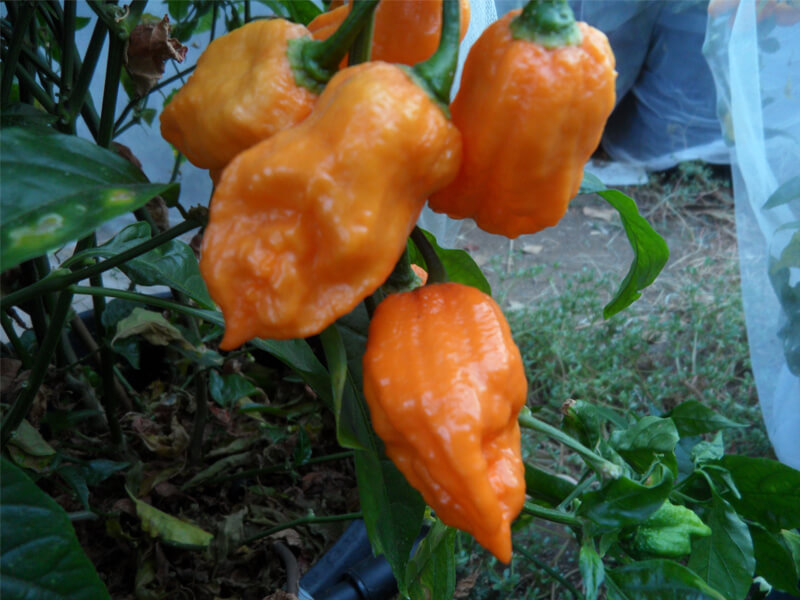 Bhut Jolokia Orange Copenhagen 7