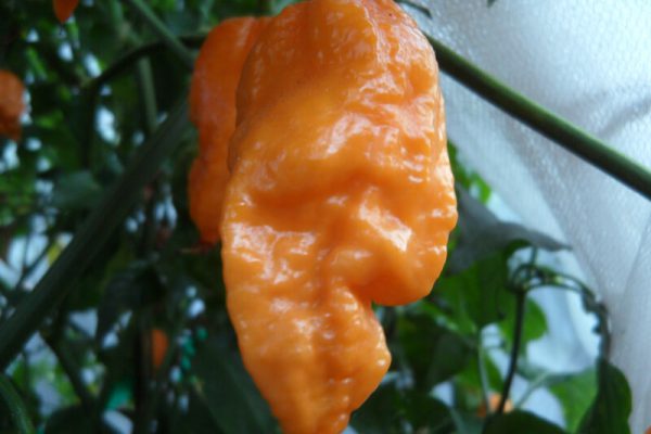 Bhut Jolokia Orange Copenhagen 8