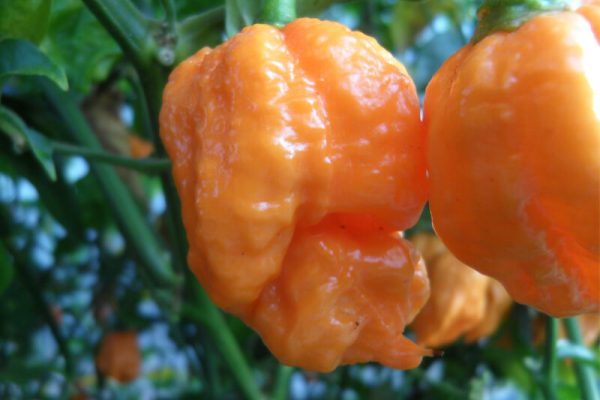 Bhut Jolokia Orange Copenhagen 9