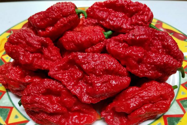 Bhutlah Red Large 1