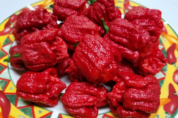 Bhutlah Scorpion 1