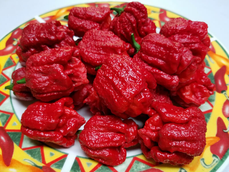 Bhutlah Scorpion 1