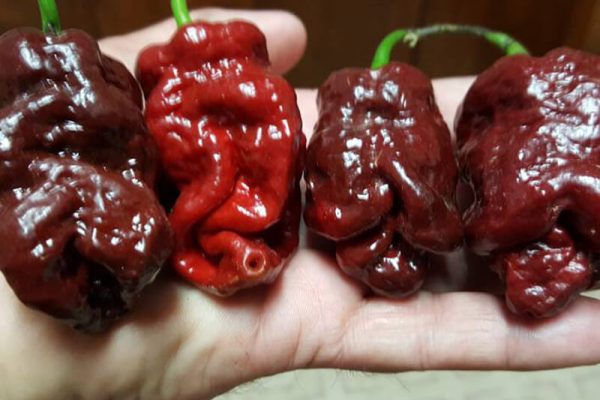 Bhutlah Scorpion Chocolate 1